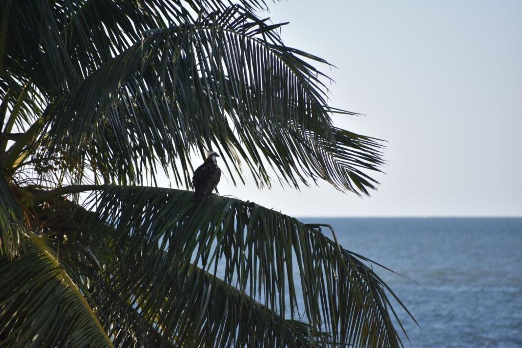Coconut Castaway - Ocean Views, Walk To Beach, Golf Cart, Club Pool * North Captiva